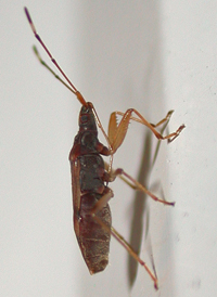 Ozophora picturata